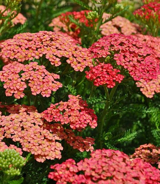 Achillea millefolium 'Apricot Delight'